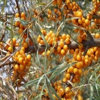 Hippophae rhamnoides ''Argousier'' Graines