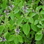 Basilic Sacré 'Tulsi' (Ocimum tenuiflorum) Graines