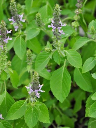 Basilic Sacré 'Tulsi' (Ocimum tenuiflorum) Graines