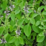 Basilic Sacré 'Tulsi' (Ocimum tenuiflorum) Graines