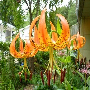 Lilium superbum ''Tiger Lily'' Graines