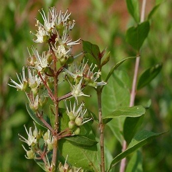 Lawsonia inermis ''Henné'' Graines