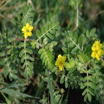 Tribulus terrestris ''Croix-de-Malte'' Graines