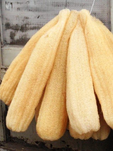 Courge Eponge (Luffa cylindrica) Graines