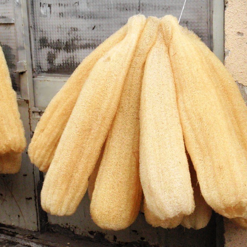 Luffa cylindrica ''Eponge Végétale'' Graines - Alsagarden