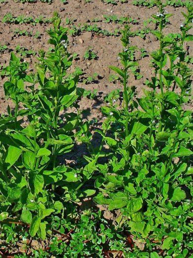 Tabac Indien (Lobelia inflata) Graines