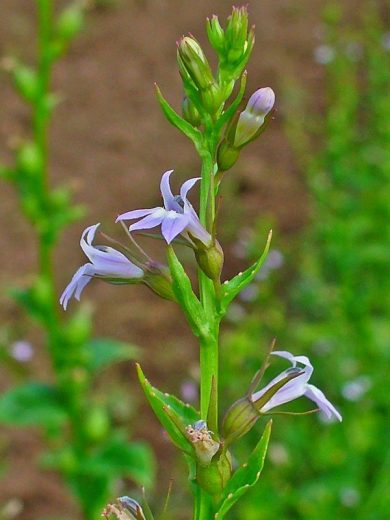 Tabac Indien (Lobelia inflata) Graines