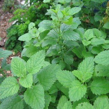Mélisse (Melissa officinalis) Graines