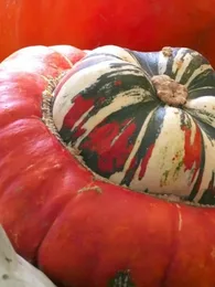 Courge Turban Turc 'Giraumon' Graines