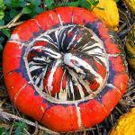 Courge Turban Turc 'Giraumon' Graines