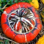 Courge Turban Turc 'Giraumon' Graines