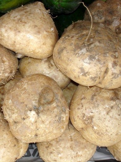 Jicama "Pois-Patate" (Pachyrhizus erosus) Graines
