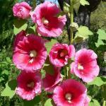 Rose trémière (Alcea rosea) Graines