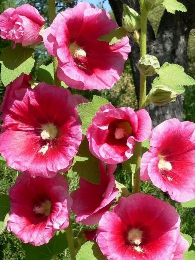 Rose trémière (Alcea rosea) Graines