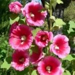 Rose trémière (Alcea rosea) Graines