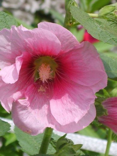 Rose trémière (Alcea rosea) Graines