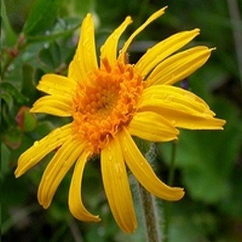 Arnica montana (Arnica des Montagnes) Graines