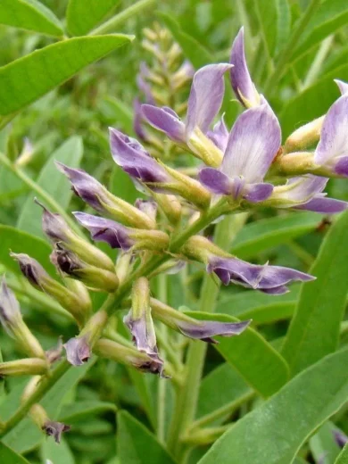 Réglisse (Glycyrrhiza glabra) Graines