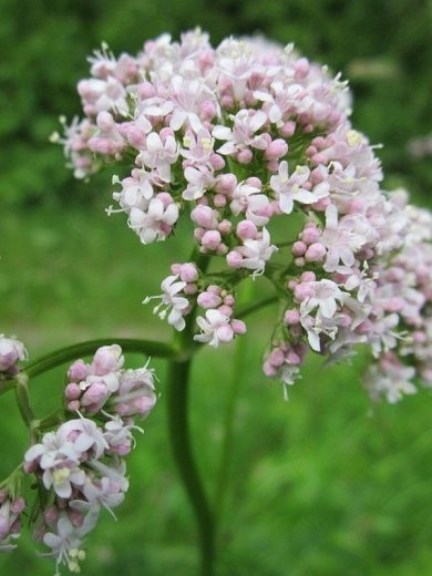 Valériane officinale (Valeriana officinalis) Graines