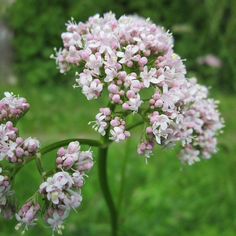 Valériane (Valeriana officinalis) propriétés et utilisations