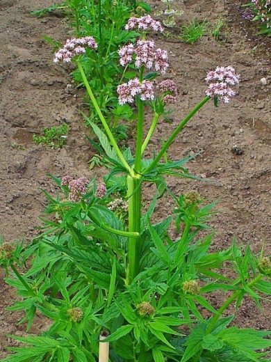 Valériane officinale (Valeriana officinalis) Graines