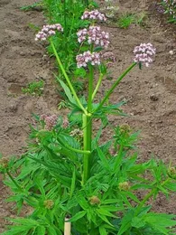 Valériane officinale (Valeriana officinalis) Graines
