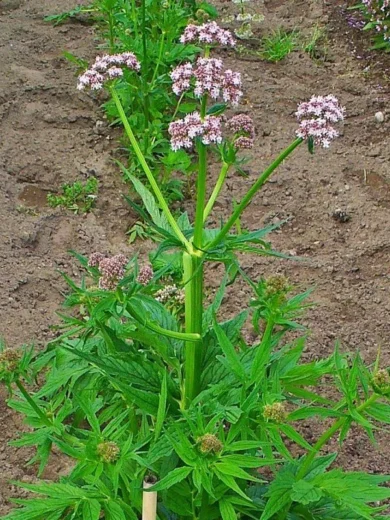 Valériane officinale (Valeriana officinalis) Graines