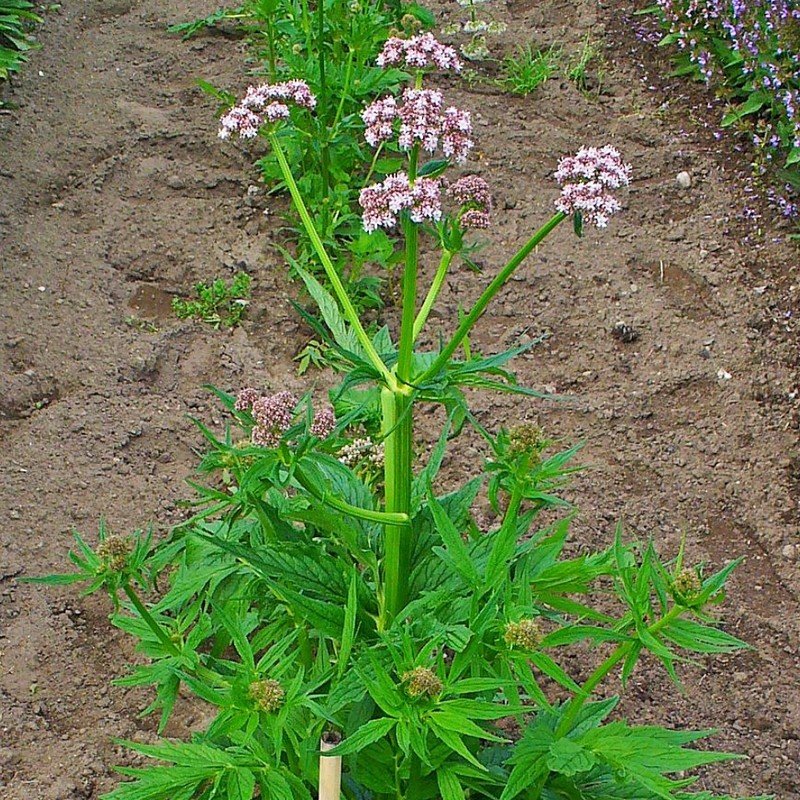 La Pousse Verte - Valériane officinale, conseils jardinage et cuisine