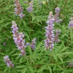 Poivre des Moines (Vitex agnus castus) Graines
