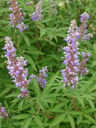 Poivre des Moines (Vitex agnus castus) Graines