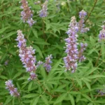 Poivre des Moines (Vitex agnus castus) Graines