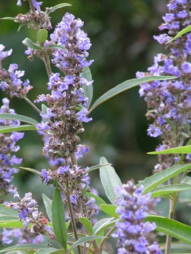 Poivre des Moines (Vitex agnus castus) Graines