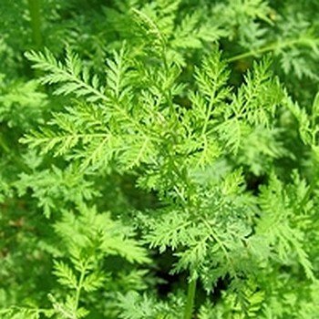 Artemisia annua (Armoise annuelle) Graines