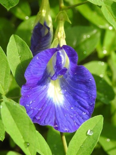 Pois papillon "Matcha Bleu" (Clitoria ternatea) Plant