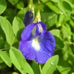 Pois papillon "Matcha Bleu" (Clitoria ternatea) Plant