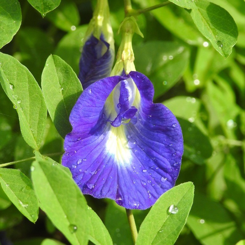 Pois papillon "Matcha Bleu" (Clitoria ternatea) Plant