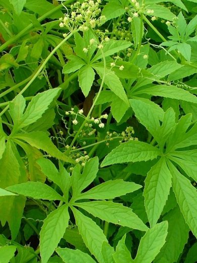 Cyclanthère (Cyclanthera pedata) Graines