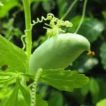 Cyclanthère (Cyclanthera pedata) Graines