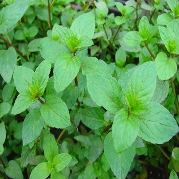 Mentha piperita (Menthe Poivrée) Graines