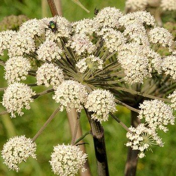 Graines de Cumin – Plante aromatique et médicinale facile à cultiver.