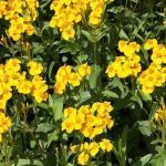 Tagetes lucida (Estragon Mexicain) Graines