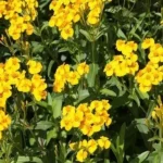 Tagetes lucida (Estragon Mexicain) Graines