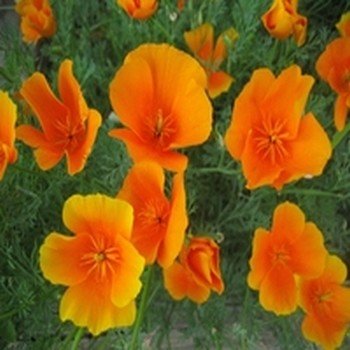 Pavot de Californie (Eschscholzia californica) Graines