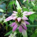 Monarda punctata ''Monade'' Graines