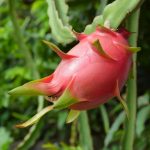 Fruit du Dragon (Hylocereus undatus) Plant