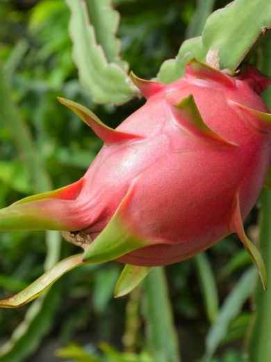 Fruit du Dragon (Hylocereus undatus) Plant