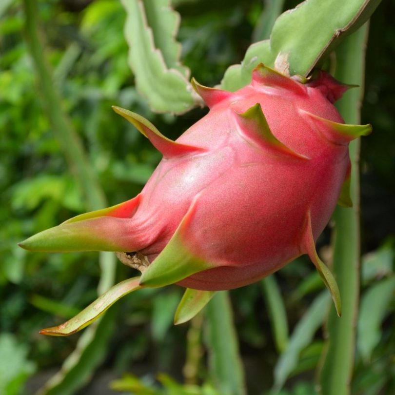 Fruit du Dragon (Hylocereus undatus) Plant