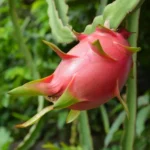 Fruit du Dragon (Hylocereus undatus) Plant