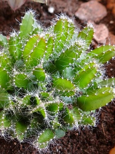Fruit du Dragon (Hylocereus undatus) Plant