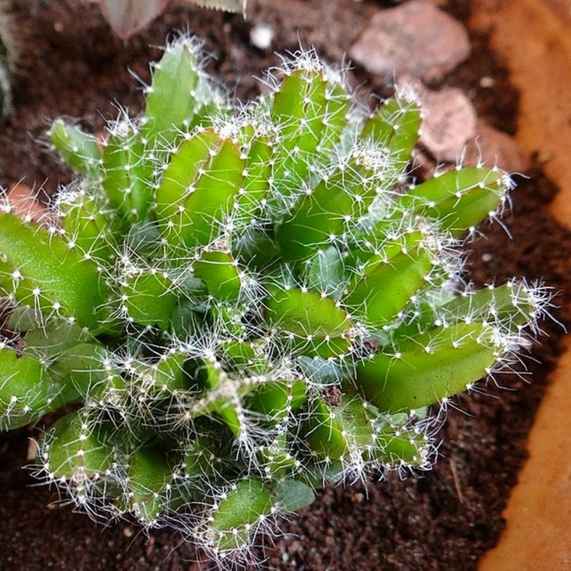 Fruit du Dragon (Hylocereus undatus) Plant